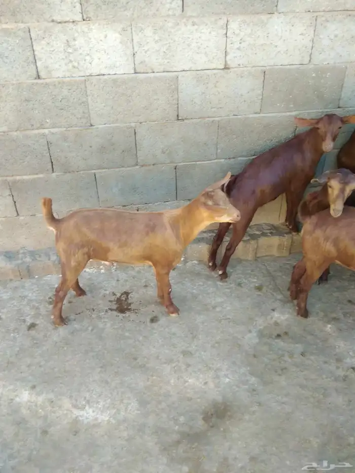 عشرة تيوس حص بلدية 3