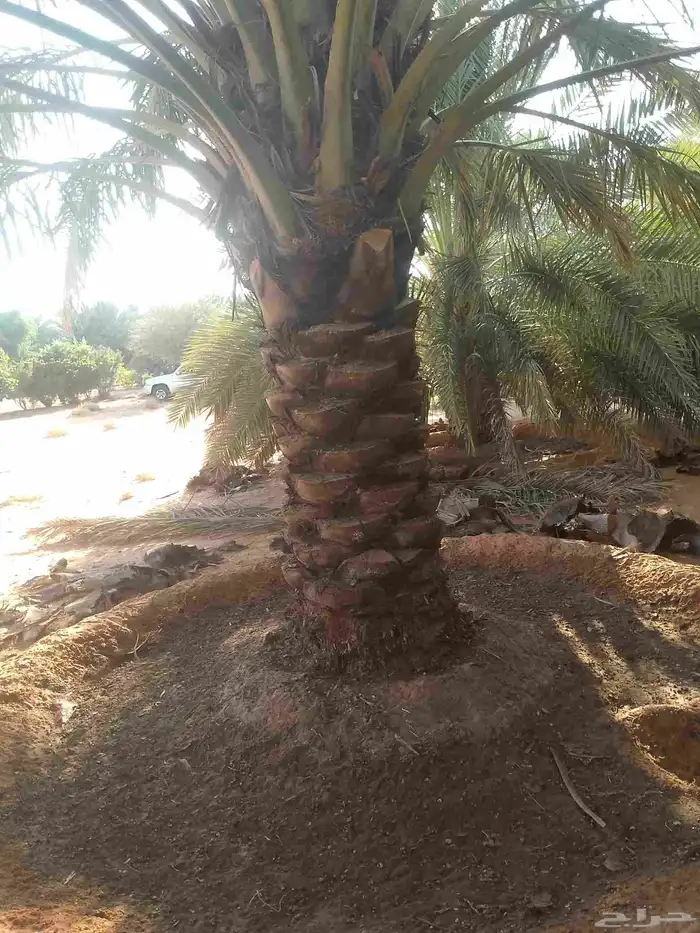 يوجد لدينا عمال تكريب النخيل 2