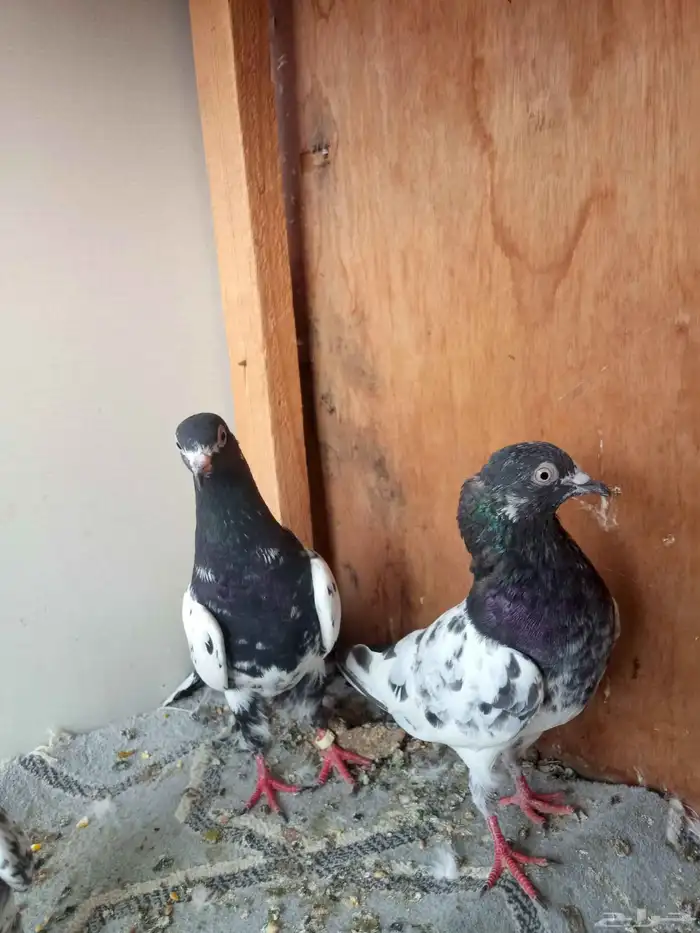 حمام باكستاني 4