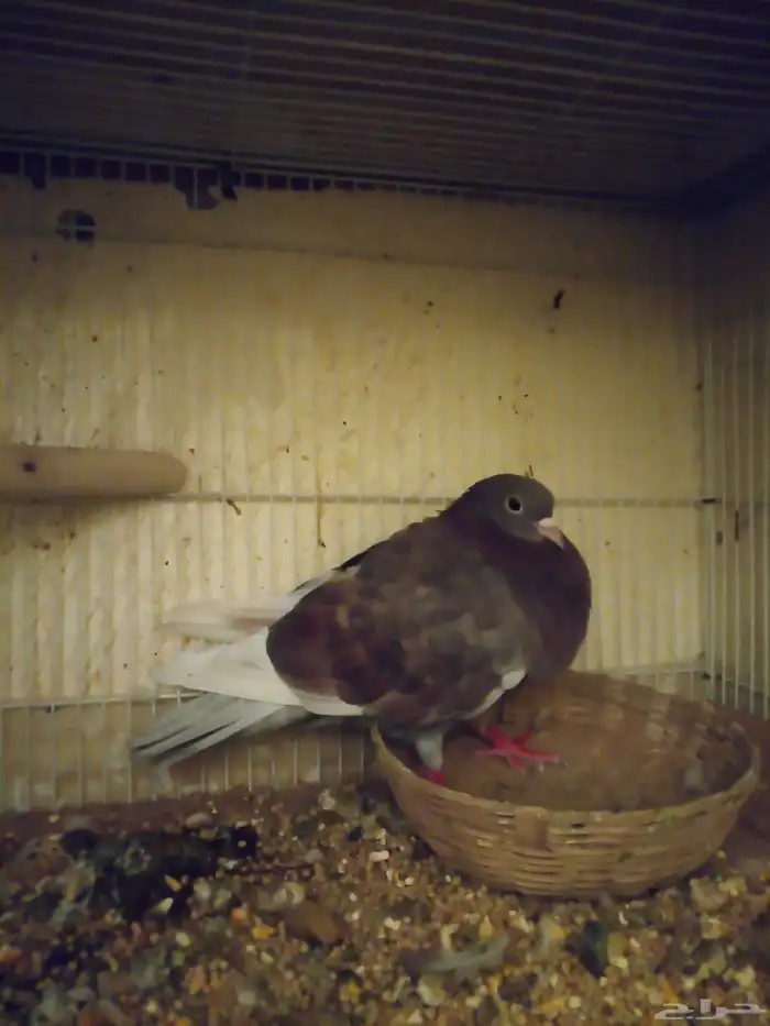 حمام صنعاوي ذكر 4