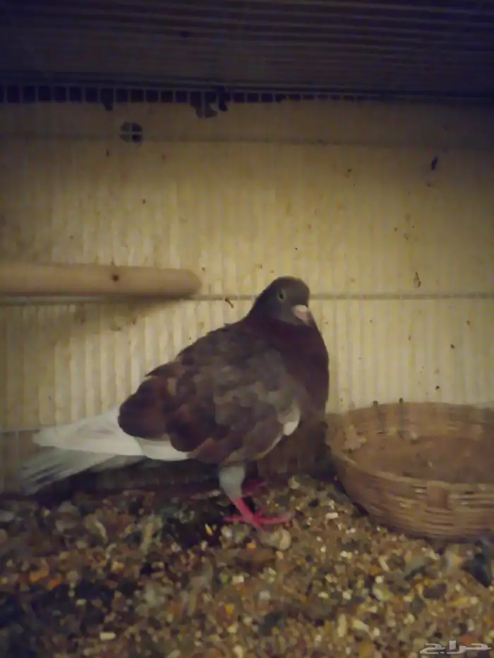 حمام صنعاوي ذكر 0