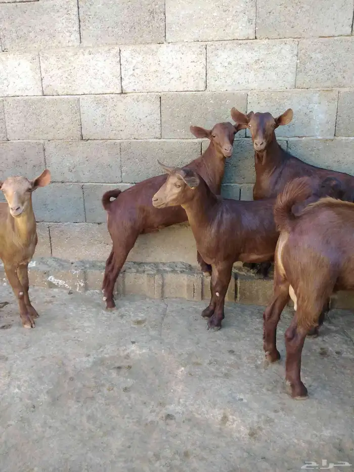 عشرة تيوس حص بلدية 2