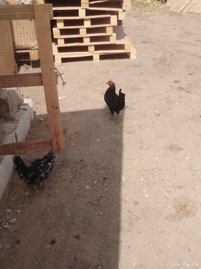 1ديك 2دجاج البيض والأسود بياض انتاحضان3 1