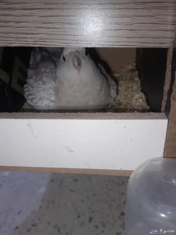 كروان هولندي منتج 9