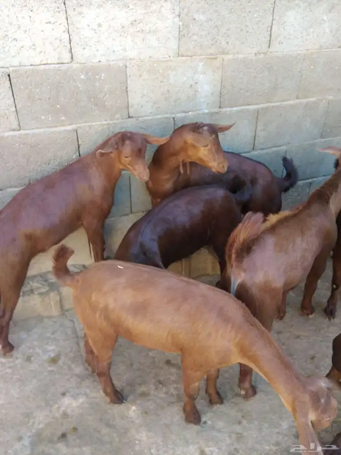 عشرة تيوس حص بلدية 0