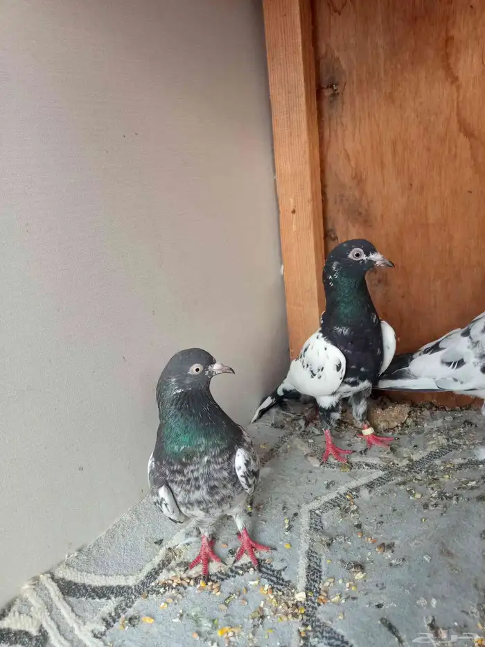 حمام باكستاني 2