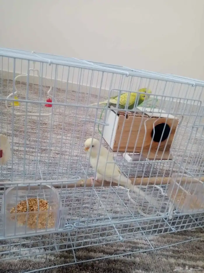 طيور للبيع 0