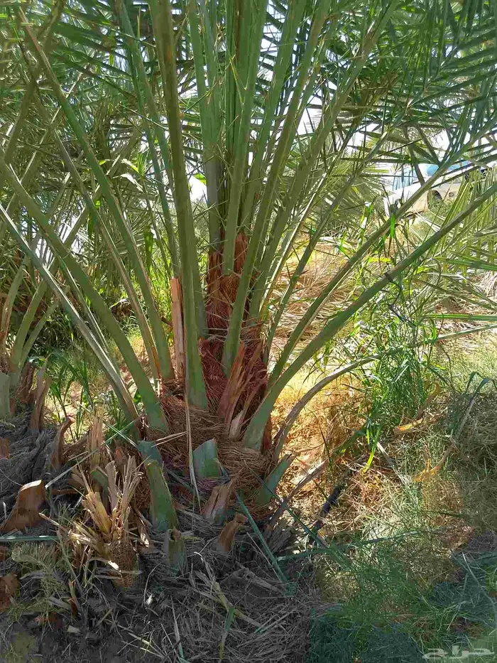 نخل مثمر صقعي اخلاص مجدول سكري عجوه برني روثان خضري 1