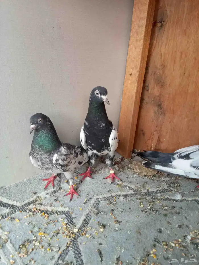 حمام باكستاني 0