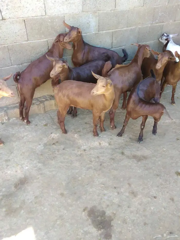 عشرة تيوس حص بلدية 1