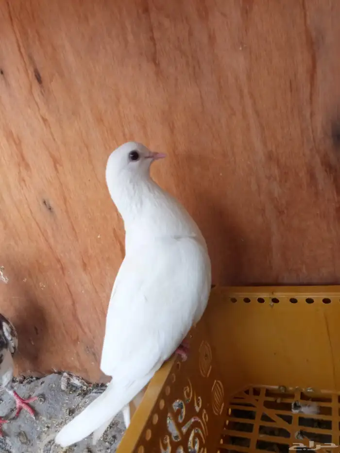 حمام باكستاني 5