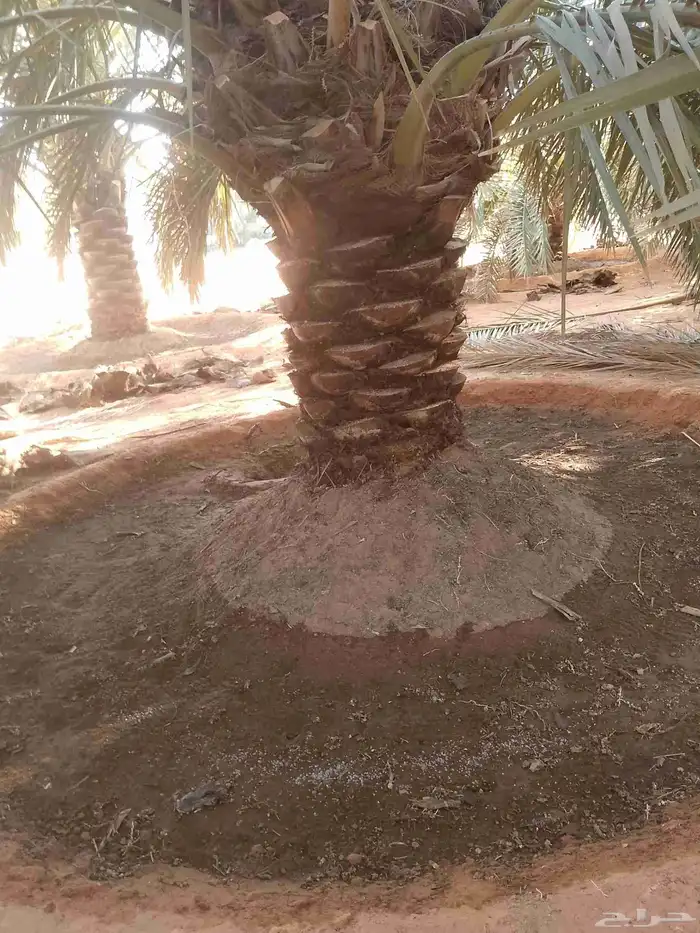 يوجد لدينا عمال تكريب النخيل 3