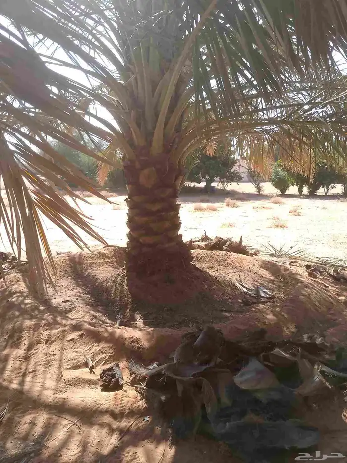 يوجد لدينا عمال تكريب النخيل 4