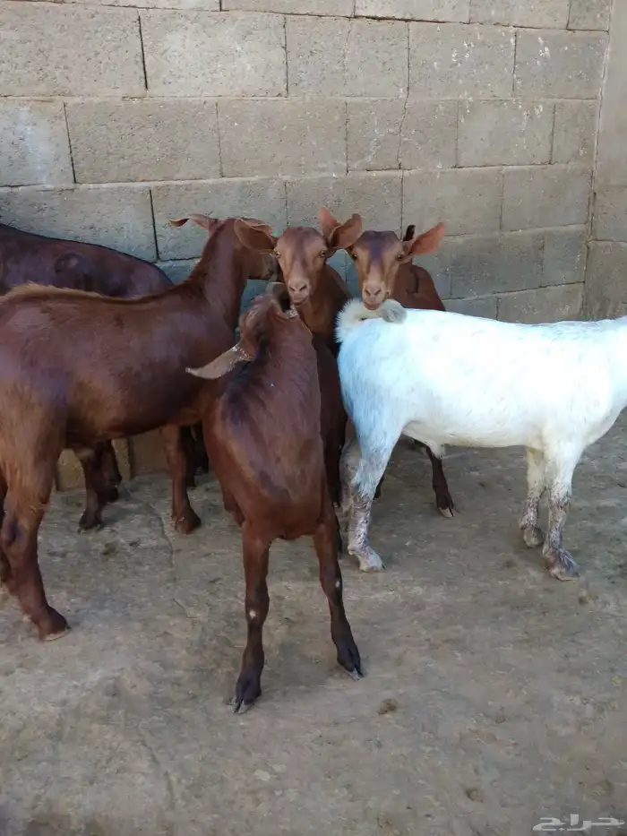 عشرة تيوس حص بلدية 4