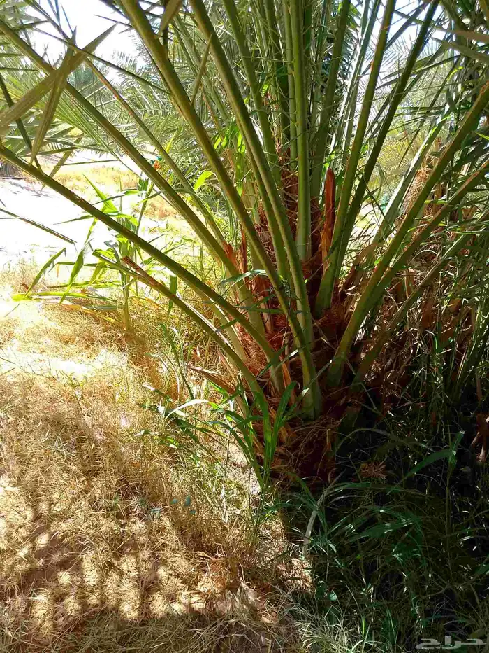 نخل مثمر صقعي اخلاص مجدول سكري عجوه برني روثان خضري 0