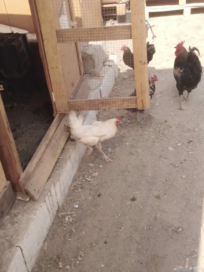 1ديك 2دجاج البيض والأسود بياض انتاحضان3 2
