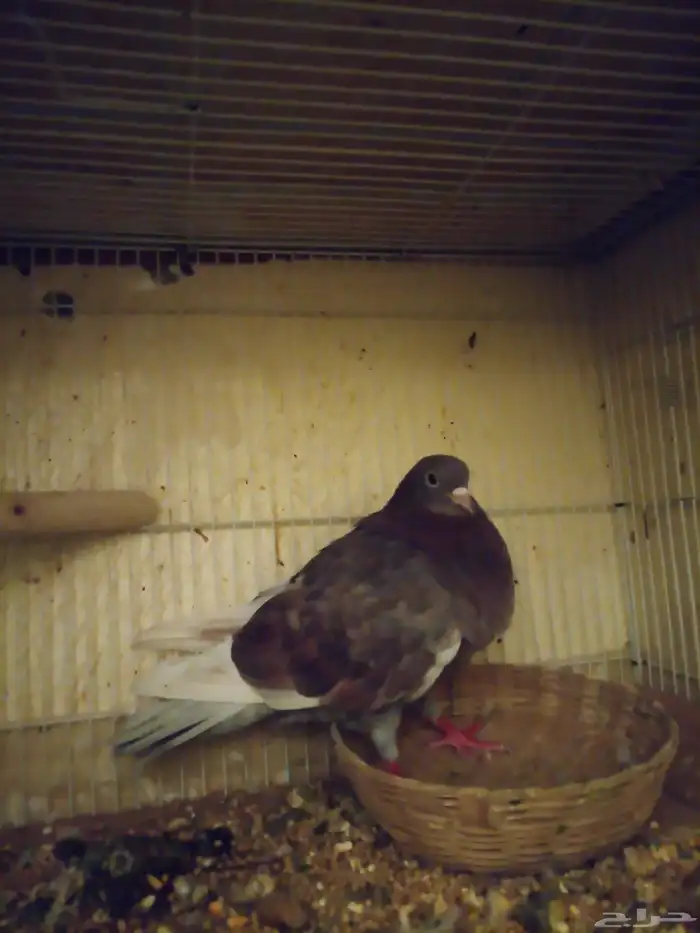 حمام صنعاوي ذكر 1