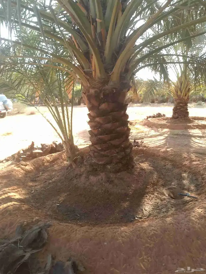 يوجد لدينا عمال تكريب النخيل 7