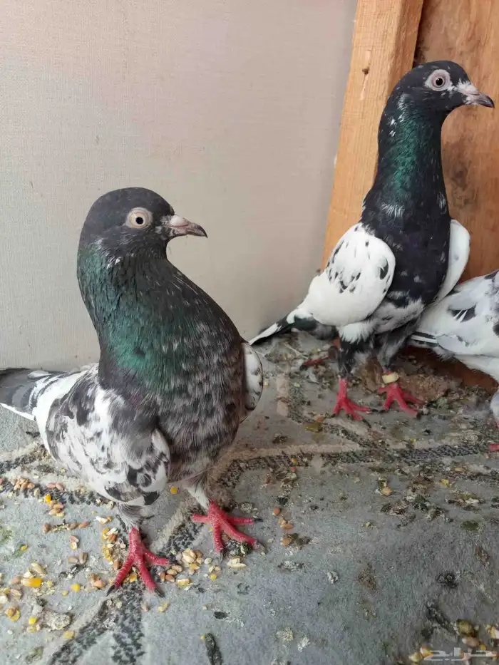 حمام باكستاني 1