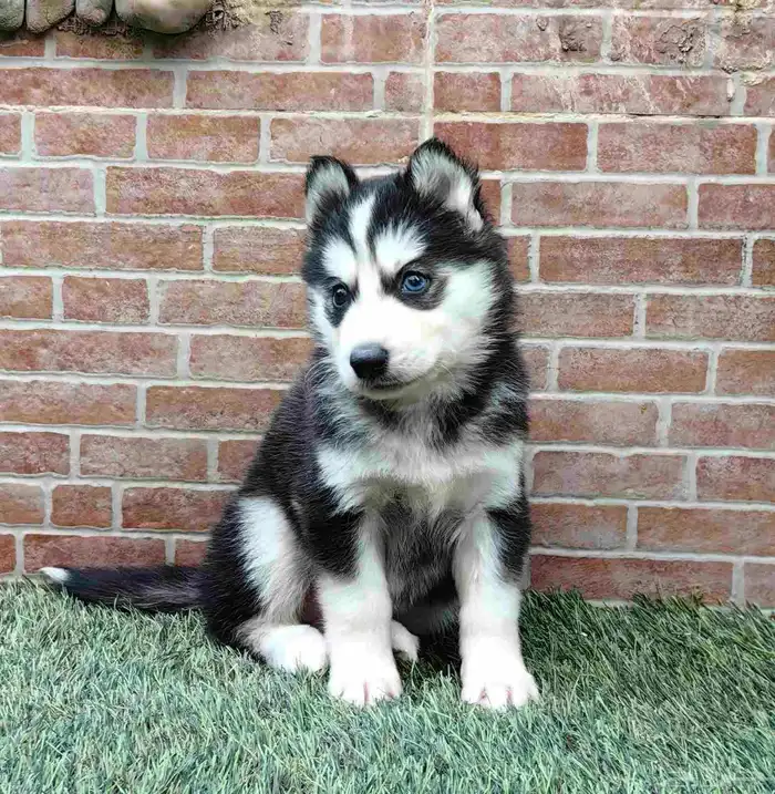 كلاب هاسكي جراوي 3