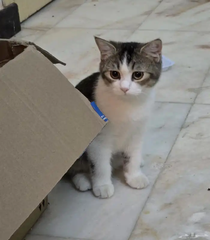 قطط سكوتش وشيرازى للتبنى 6