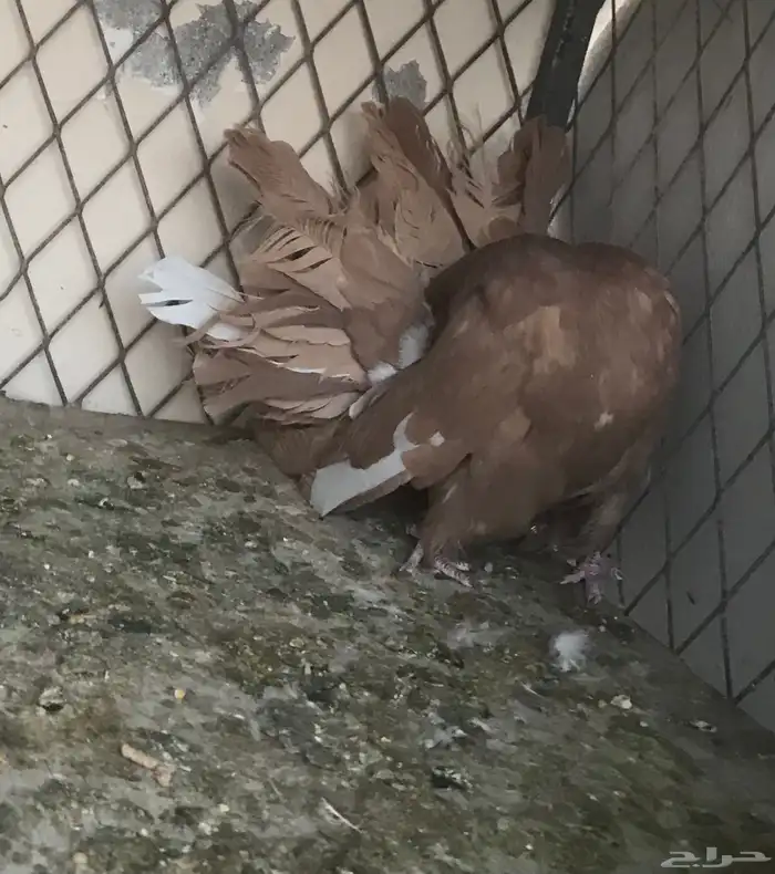 حمام فانتيل 5