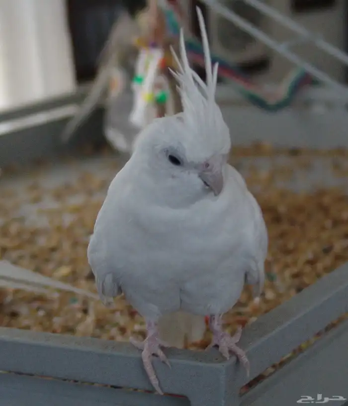 كروان البينو مفقود 0