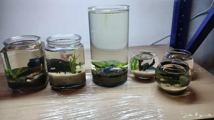 احواض مصممه مكتببه 0