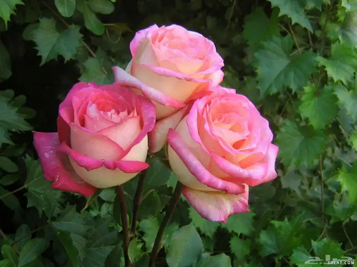 للبيع نجف ثريا وردية بتصميم زهري أنيق مستعملة   قطعتان 1