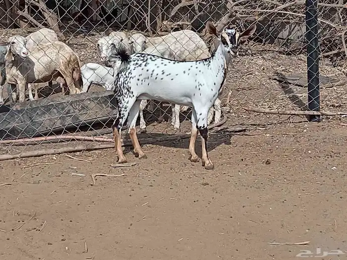 جفره بيشيه بابوريه فاخره 1