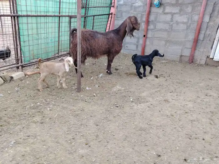 عنز قبرصيه حدرها توم جفار عمر عيالها 20 يوم سن وديد سلم 0