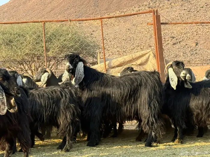 معزاء عوارض مراح ودفيع 5