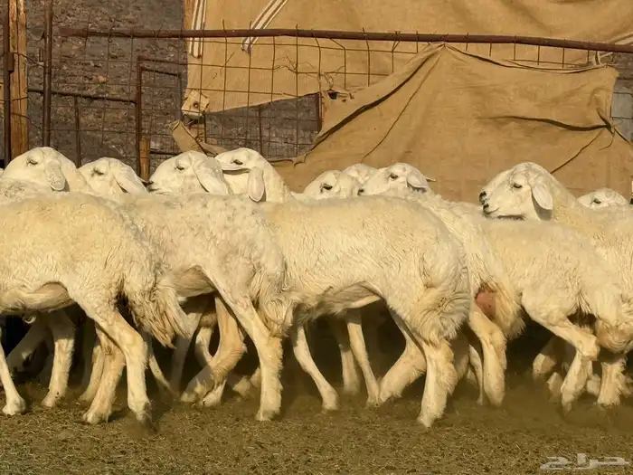 رخال حريات فاخره 8