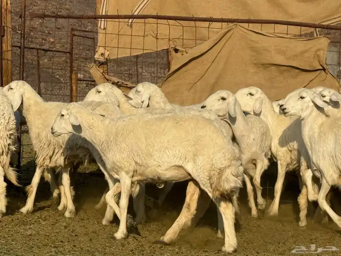 رخال حريات فاخره 0