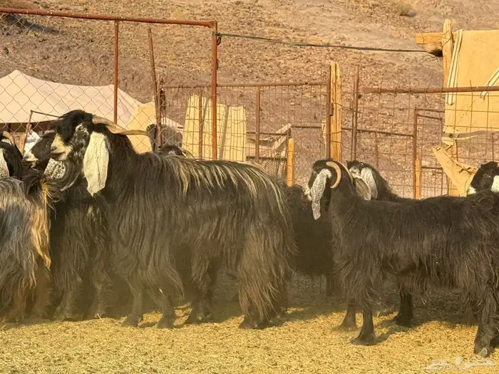 معزاء عوارض مراح ودفيع 10