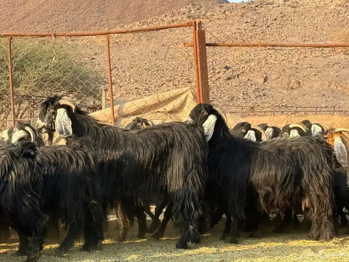 معزاء عوارض مراح ودفيع 4