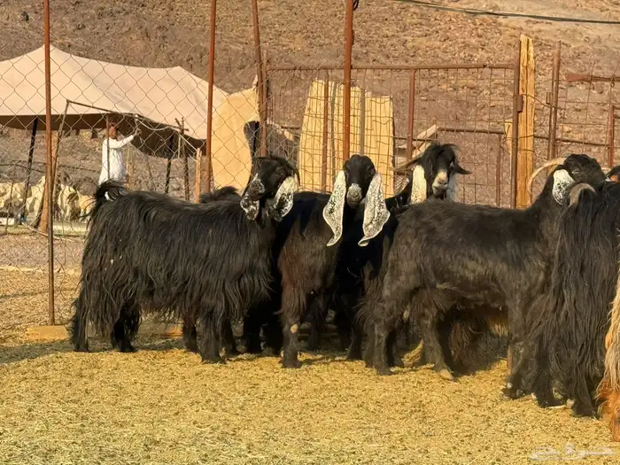 معزاء عوارض مراح ودفيع 6