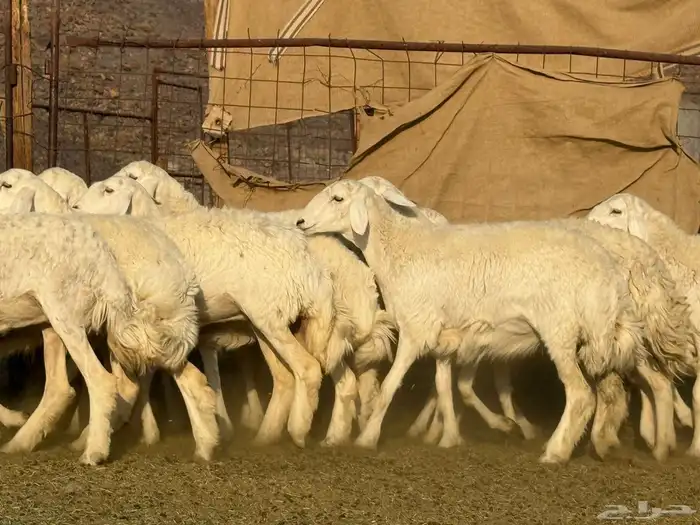 رخال حريات فاخره 5