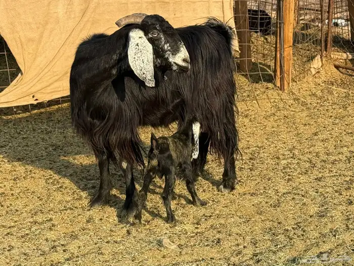 معزاء عوارض مراح ودفيع 1