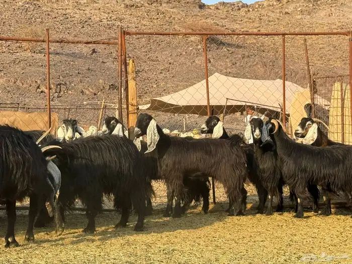 معزاء عوارض مراح ودفيع 2