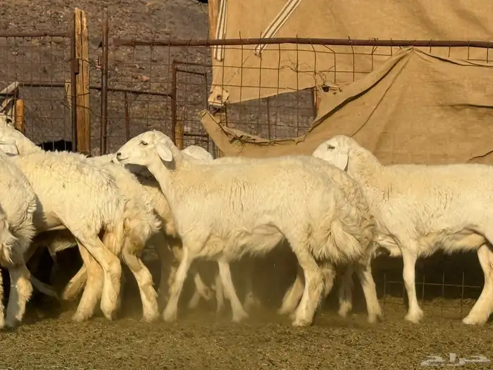 رخال حريات فاخره 4