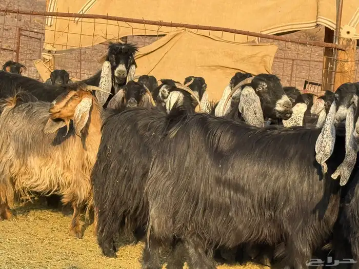 معزاء عوارض مراح ودفيع 3