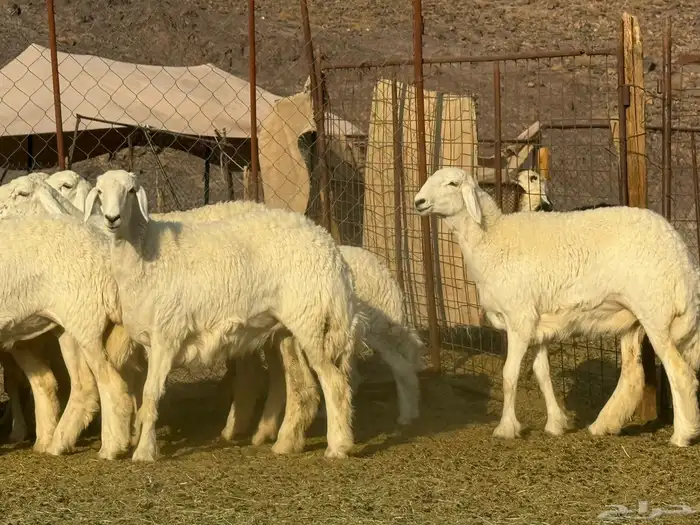 رخال حريات فاخره 7