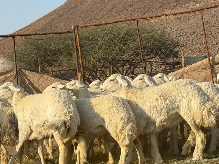 رخال حريات فاخره 9