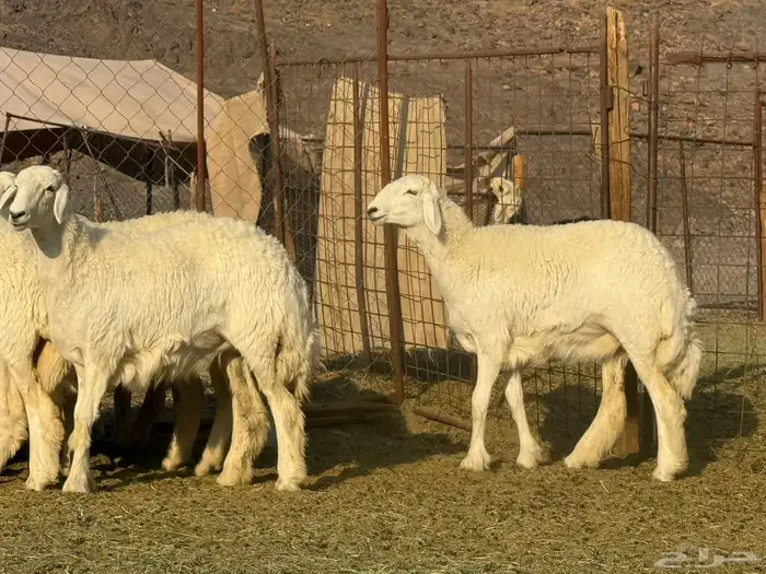 رخال حريات فاخره 6