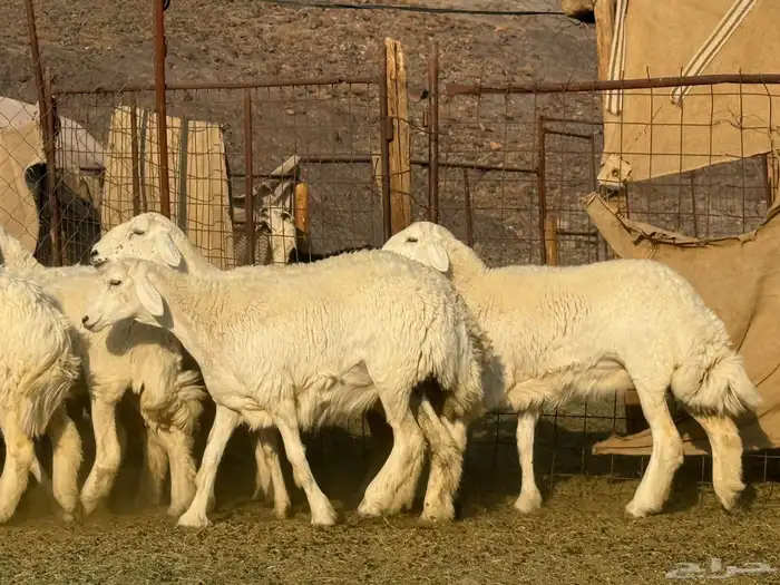 رخال حريات فاخره 2