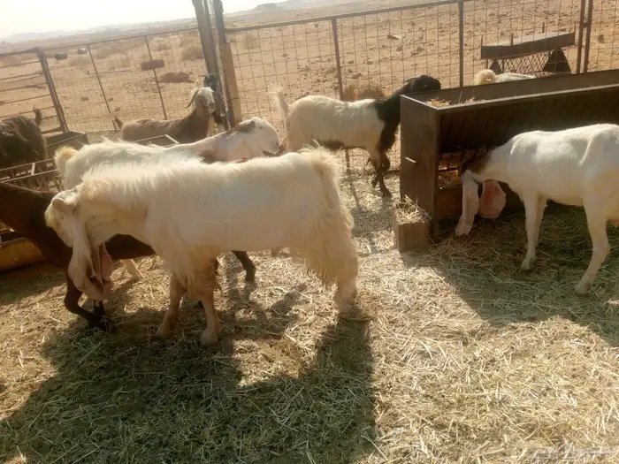 ماعز مشروحة 4