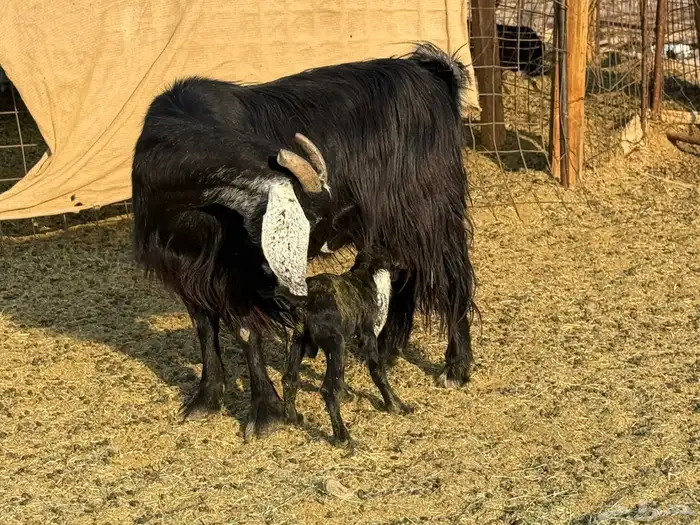 معزاء عوارض مراح ودفيع 0