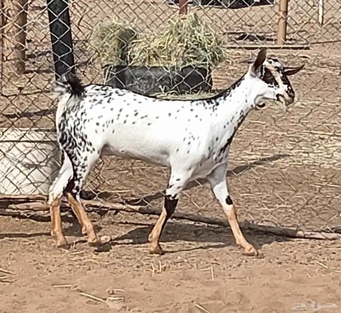 جفره بيشيه بابوريه فاخره 0