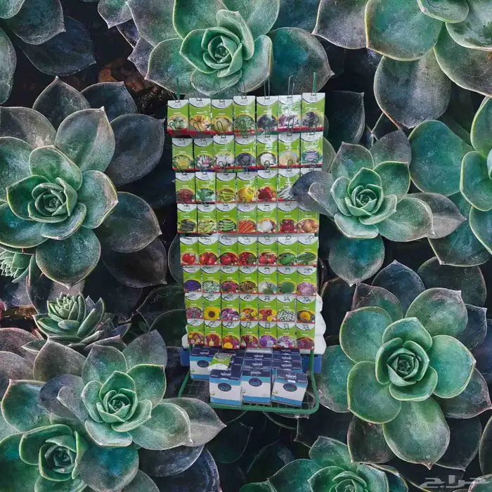 بذور ايطالي صغيرة الحجم 0